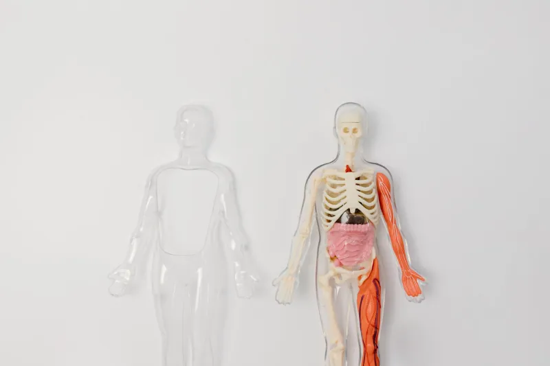 Timing Is Everything: How Your Body's Internal Clock May Be Undermining Your Dexamethasone Regimen