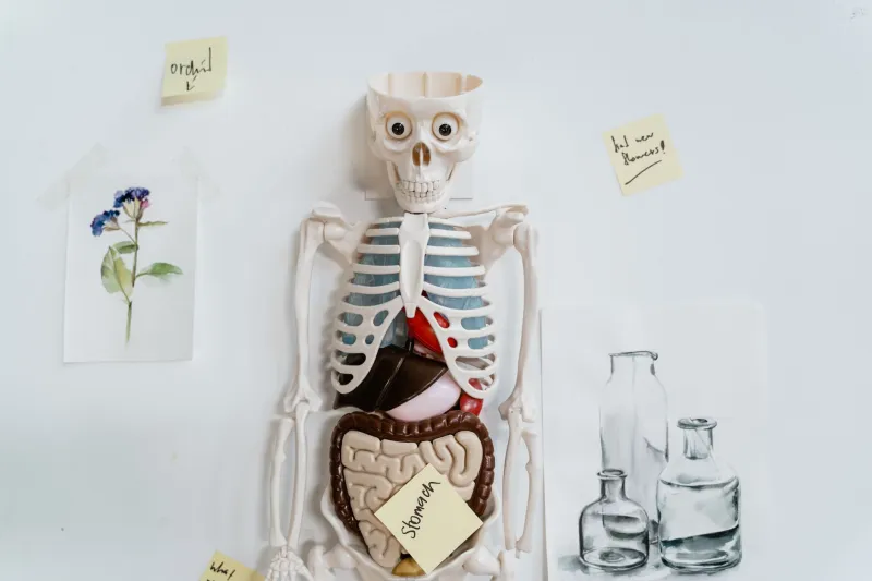 When Your Body Forgets How to Cope: The Silent Rewiring of Adrenal Function in Long-Term Dexamethasone Patients